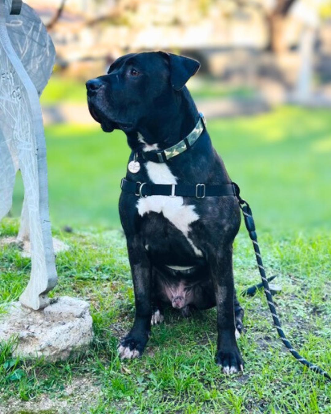 Enlarge Weston , a ADOPTABLE Pit Bull Terrier in Valley Village, CA image 4/4