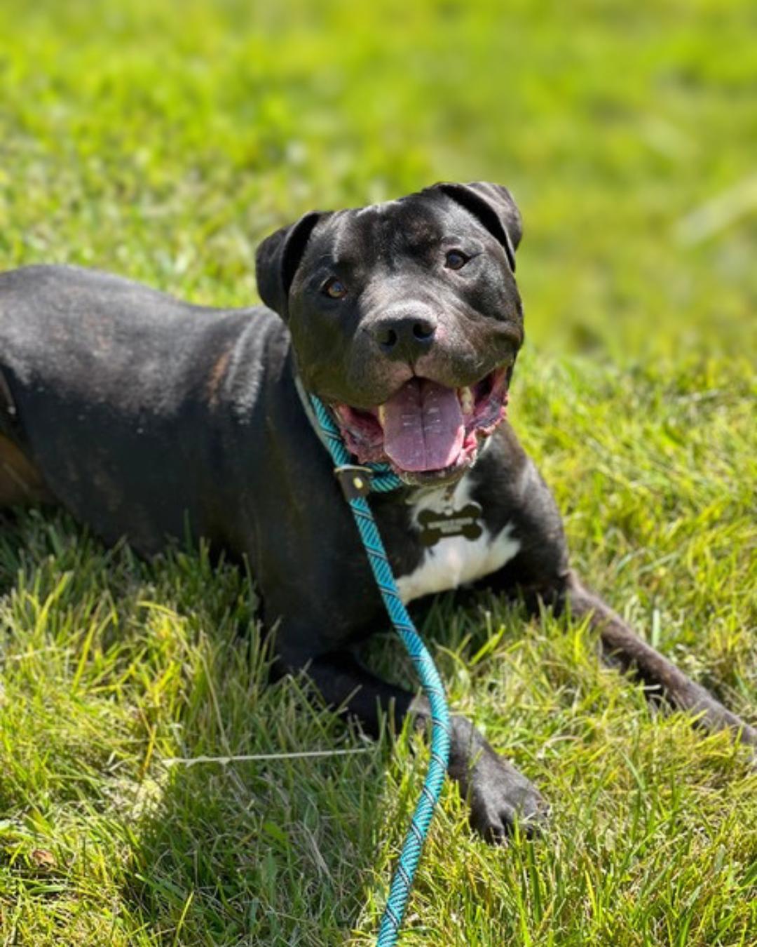 Weston , a ADOPTABLE Pit Bull Terrier in Valley Village, CA image 6/6
