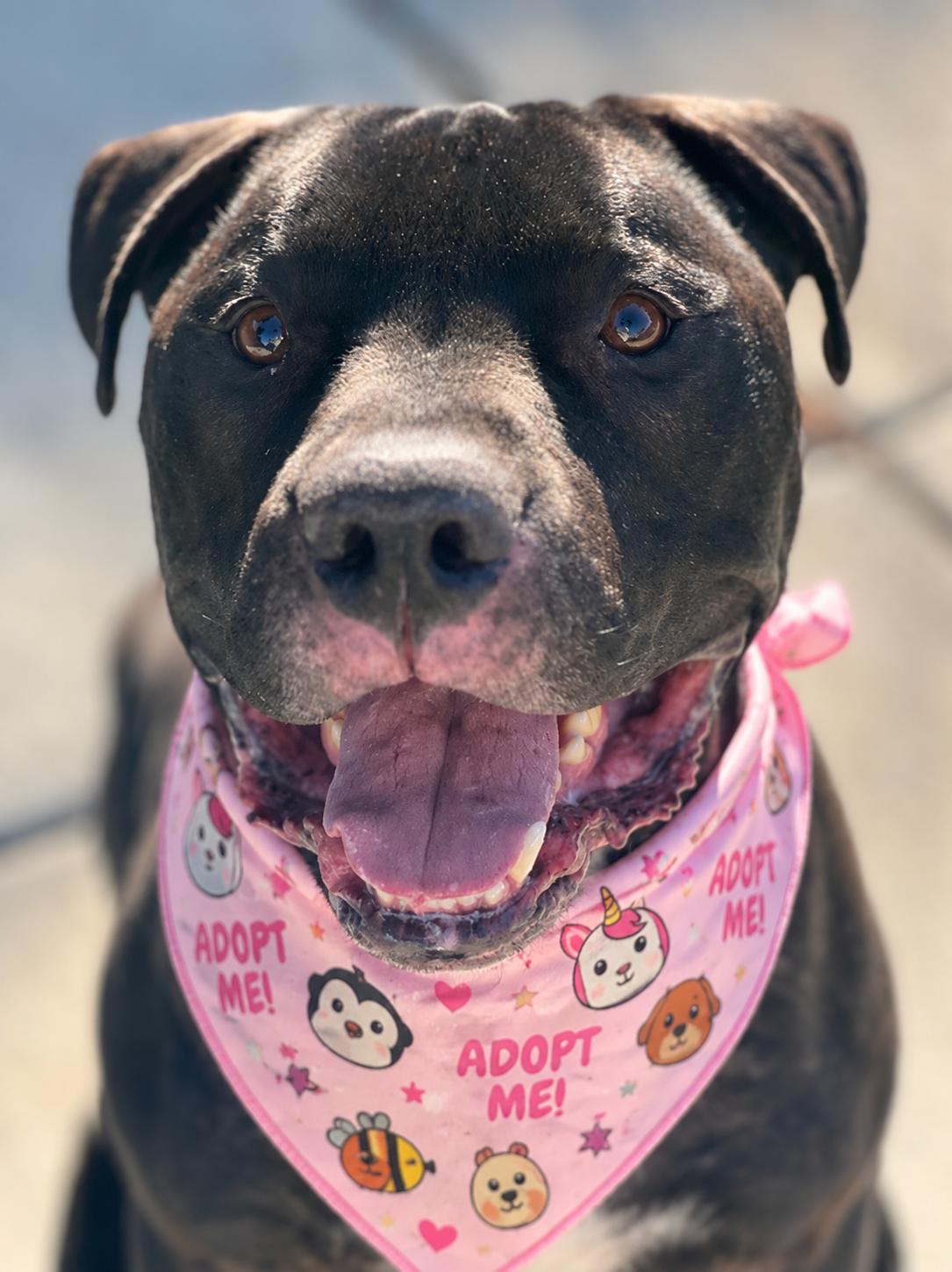 Weston , ADOPTABLE, Adult Male Pit Bull Terrier.