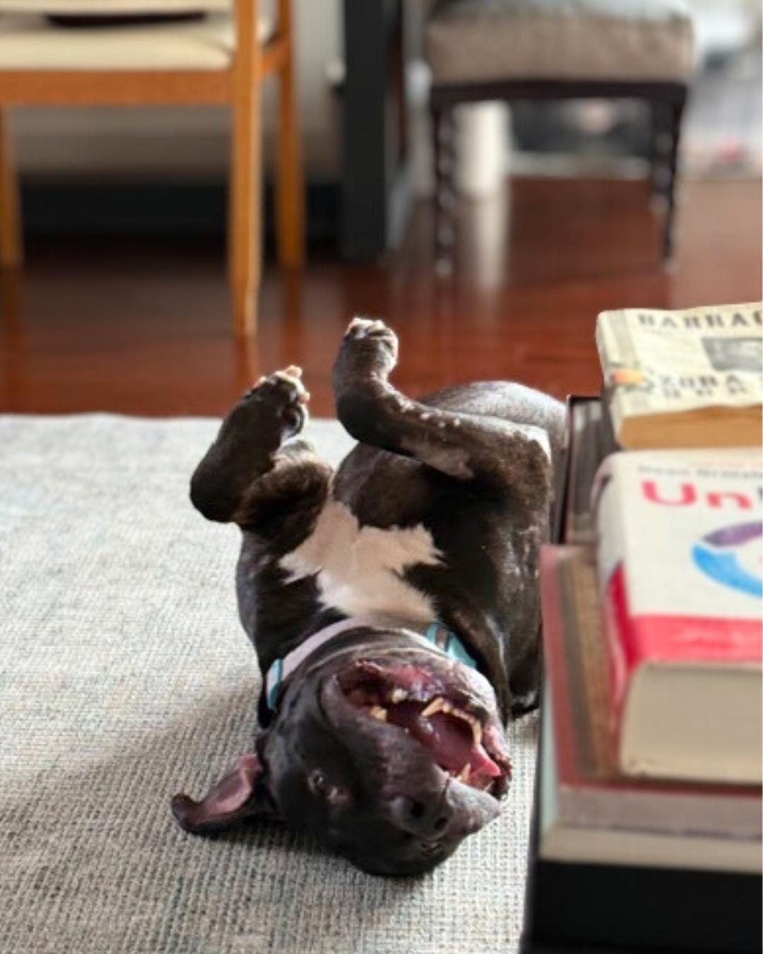 Enlarge Weston , a ADOPTABLE Pit Bull Terrier in Valley Village, CA image 2/4