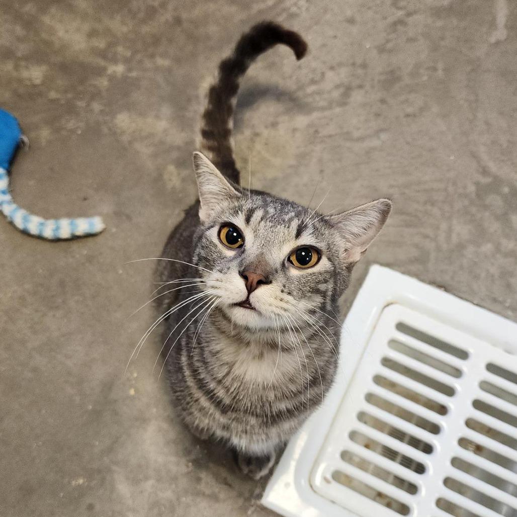 Dean, a Adoptable Domestic Short Hair in Cody, WY image 1/3