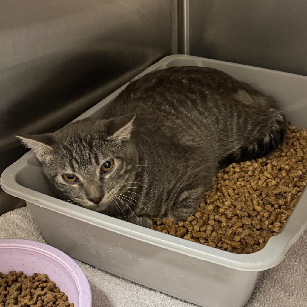 Dean, a Adoptable Domestic Short Hair in Cody, WY image 2/3