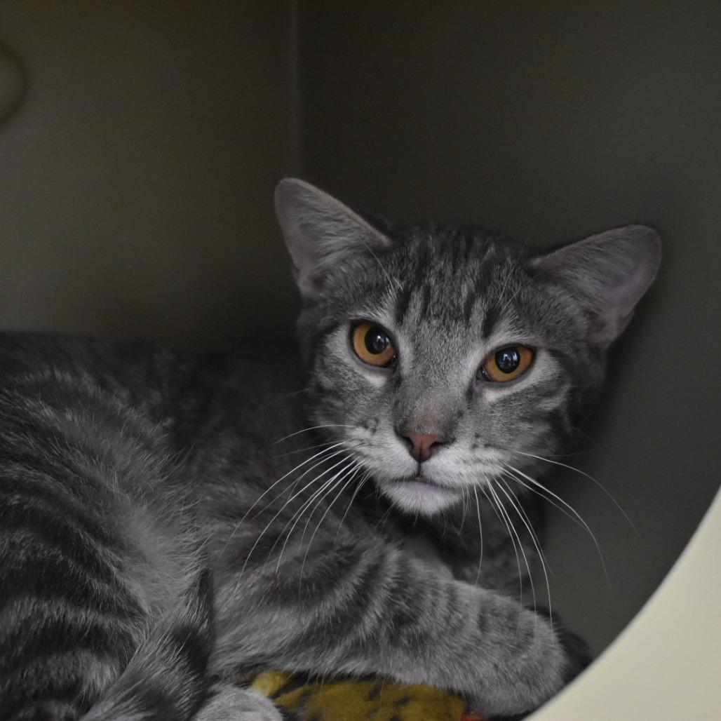 Dean, a Adoptable Domestic Short Hair in Cody, WY image 3/3