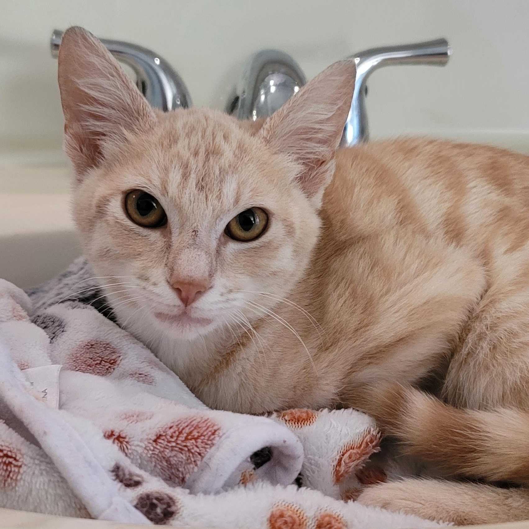 Finn, adopted, Kitten Male Domestic Medium Hair.