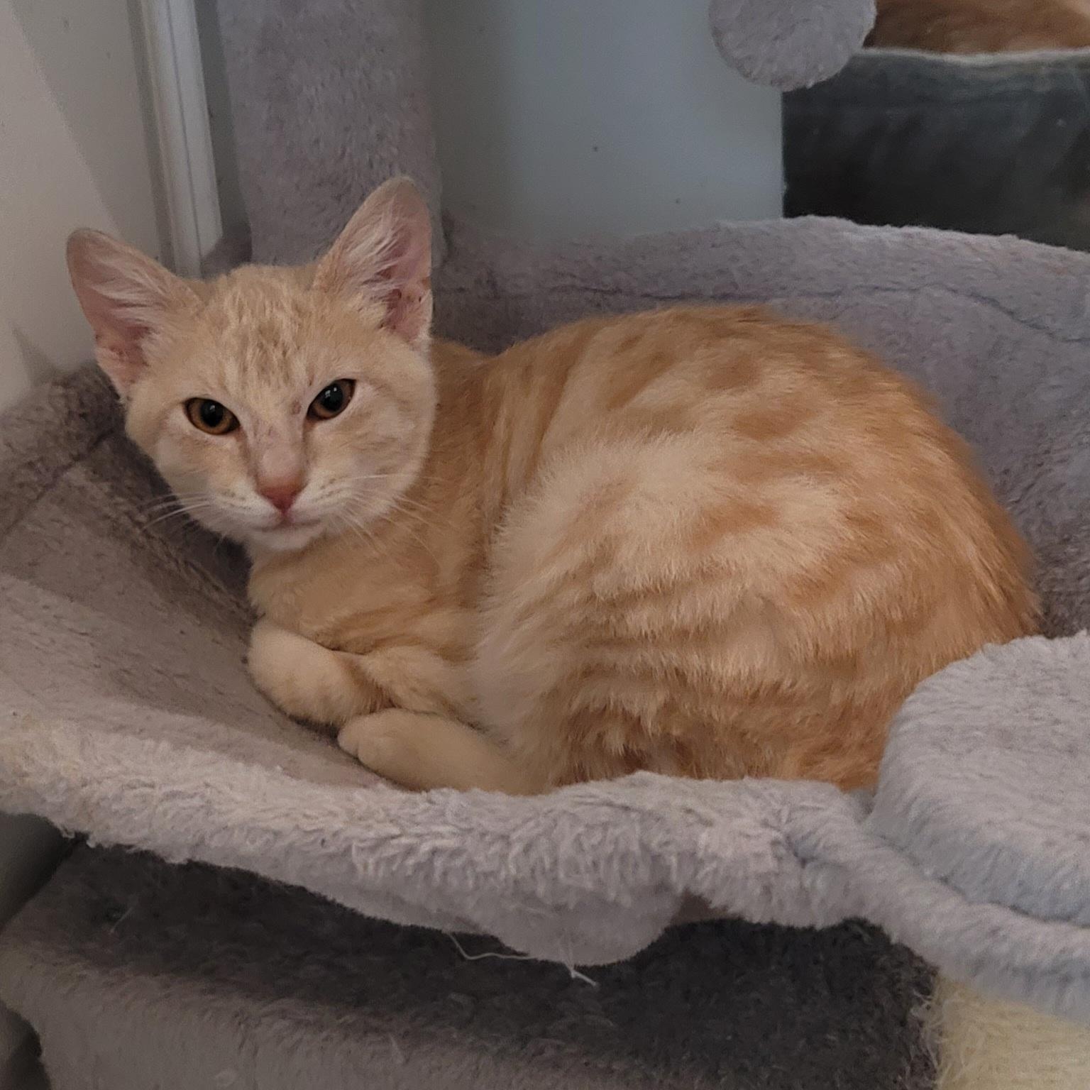 Enlarge Finn, an adopted Domestic Medium Hair in Orlando, FL image 2/5