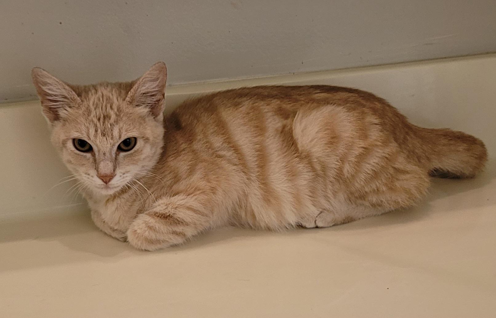 Enlarge Finn, an adopted Domestic Medium Hair in Orlando, FL image 5/5