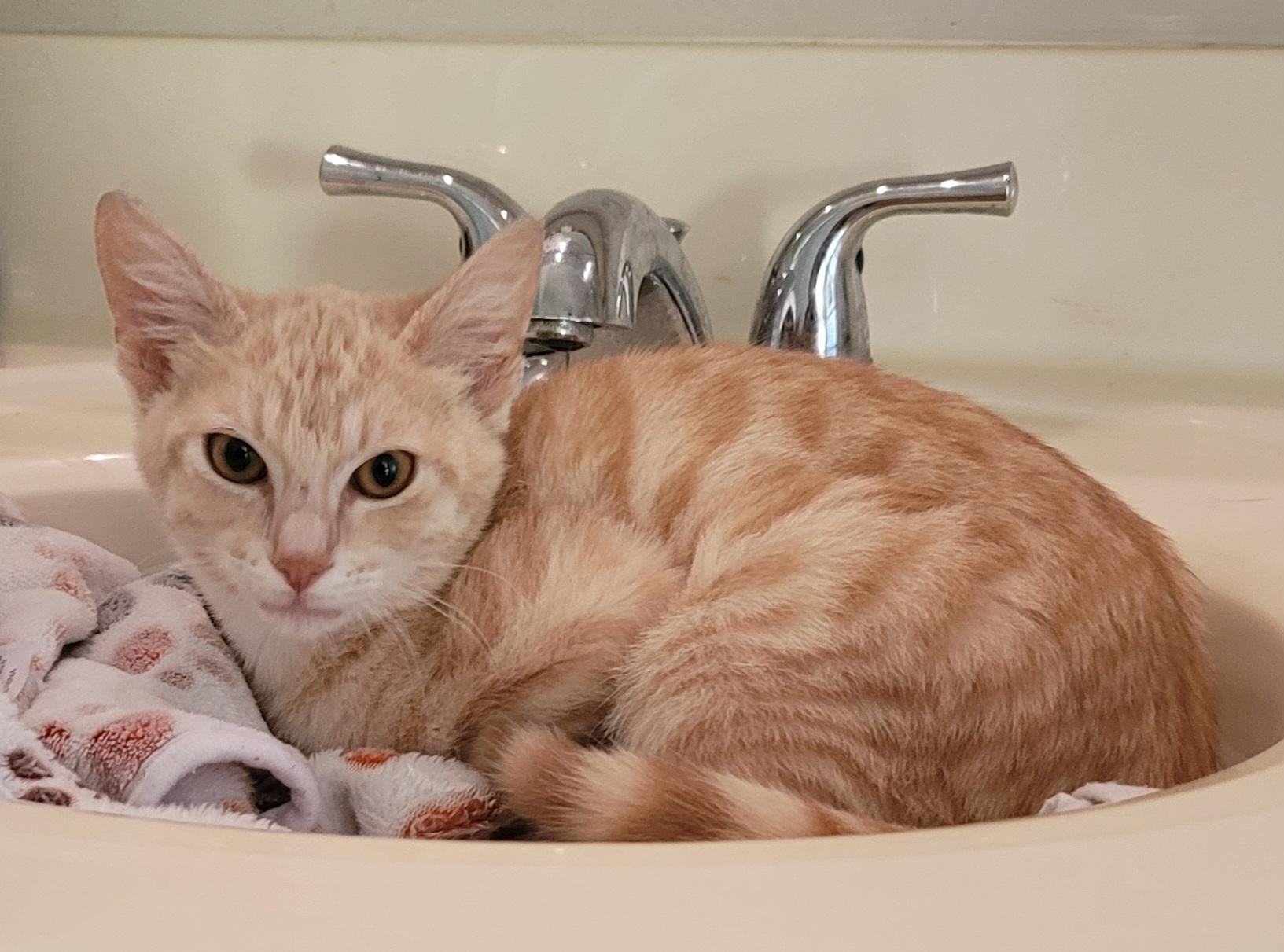 Enlarge Finn, an adopted Domestic Medium Hair in Orlando, FL image 4/5