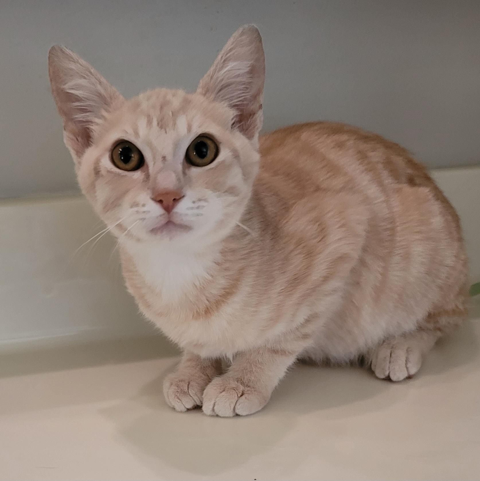 Enlarge Finn, an adopted Domestic Medium Hair in Orlando, FL image 3/5