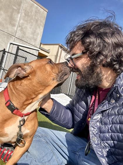 Bella, Adoptable, Adult Female Mixed Breed & Mixed Breed.