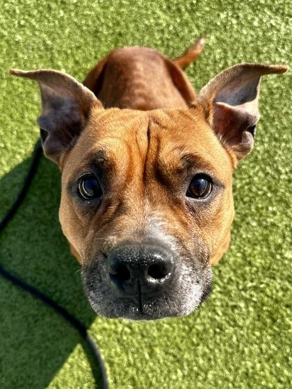 Enlarge Bella, a Adoptable mixed breed in Wichita, KS image 2/3