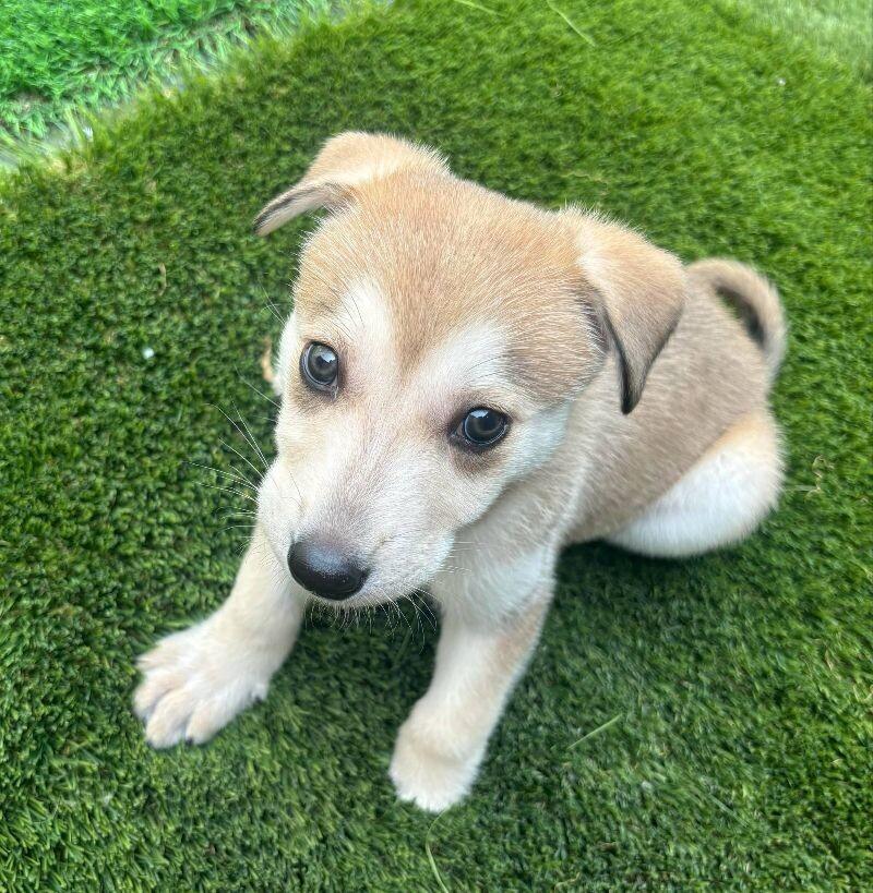 Cleo, an adoptable Mixed Breed in Exshaw, AB, T0L 2C0 | Photo Image 1