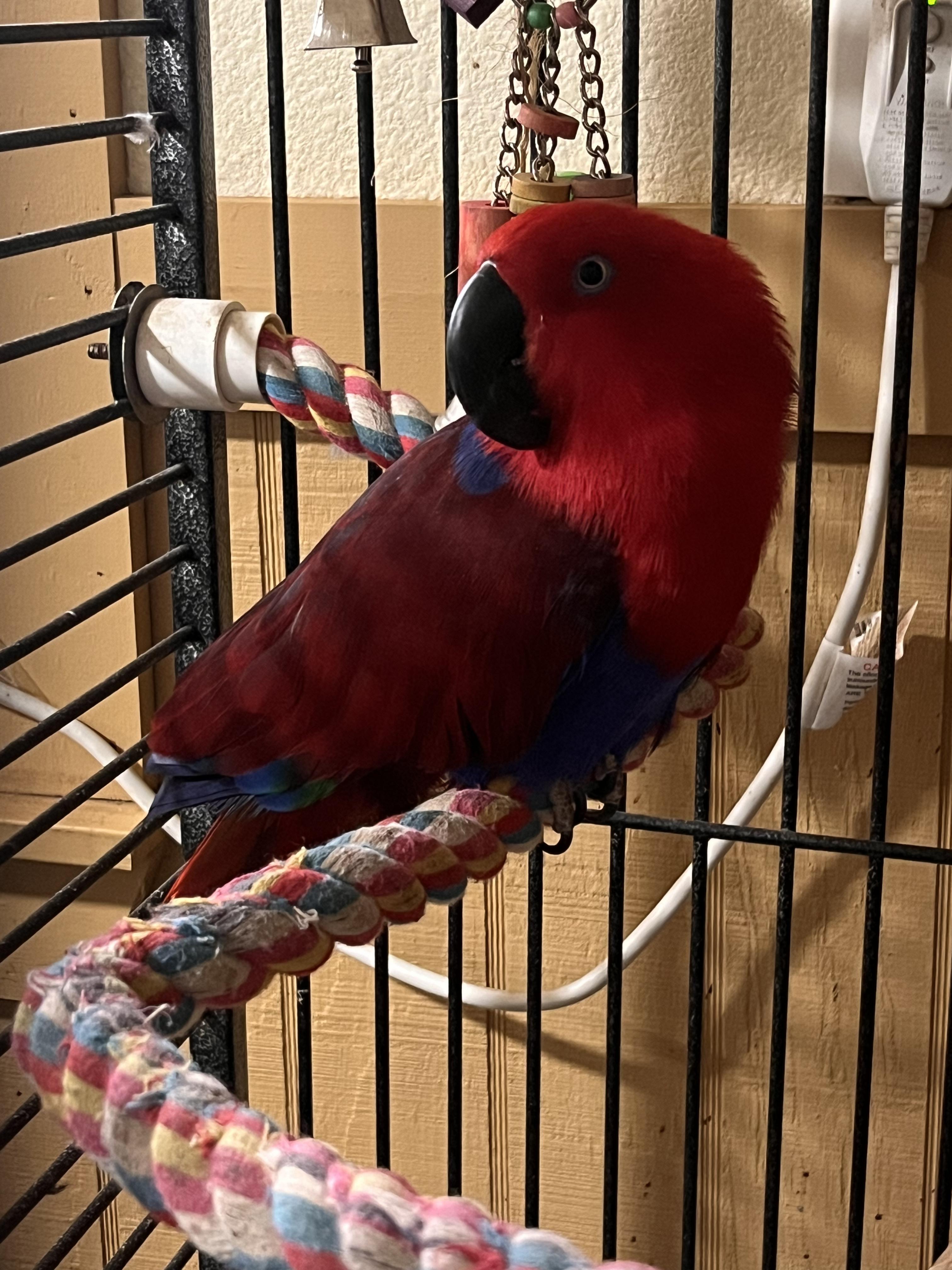 Enlarge Jules, an adopted Macaw in Seguin, TX image 3/3