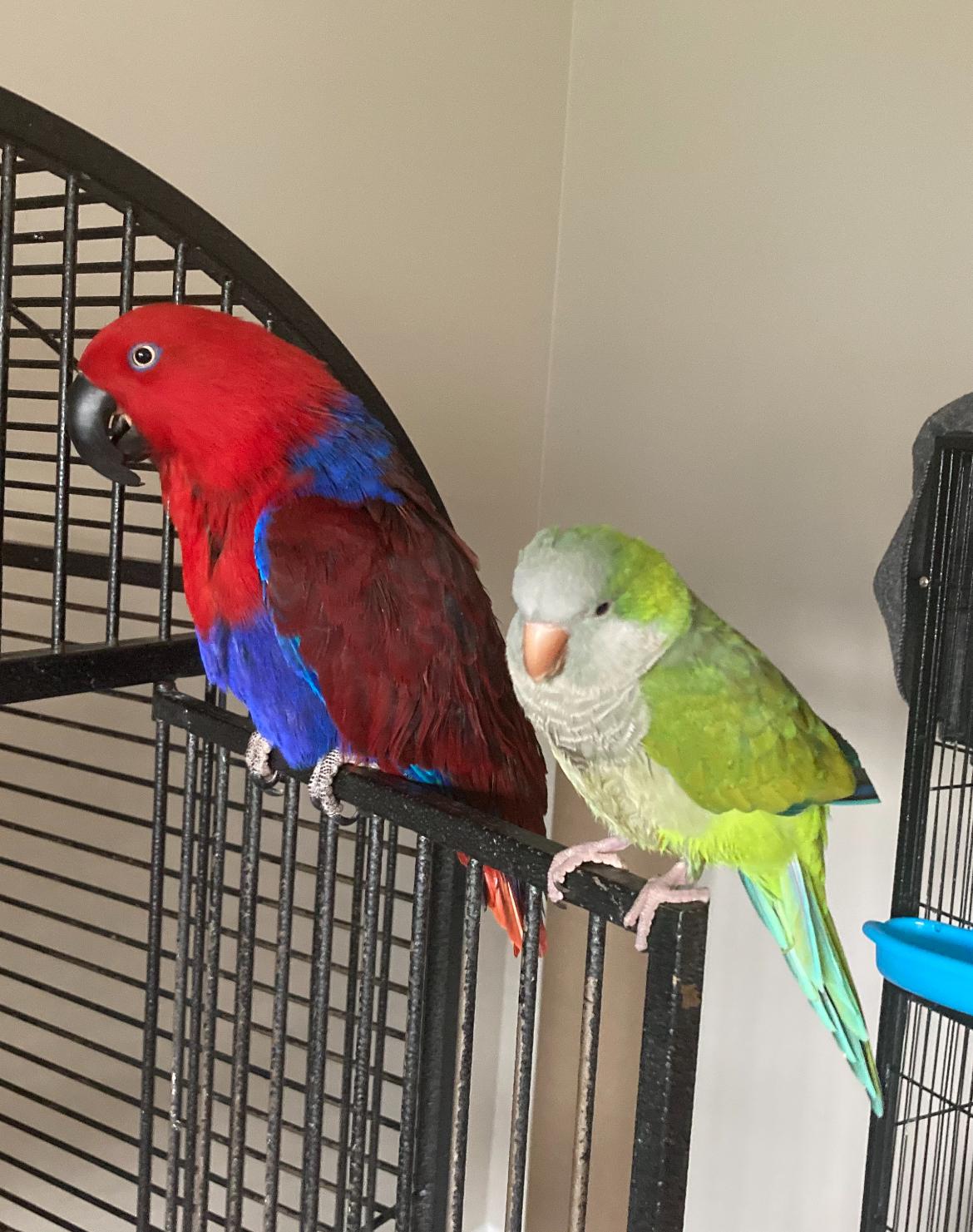 Enlarge Jules, an adopted Macaw in Seguin, TX image 2/3