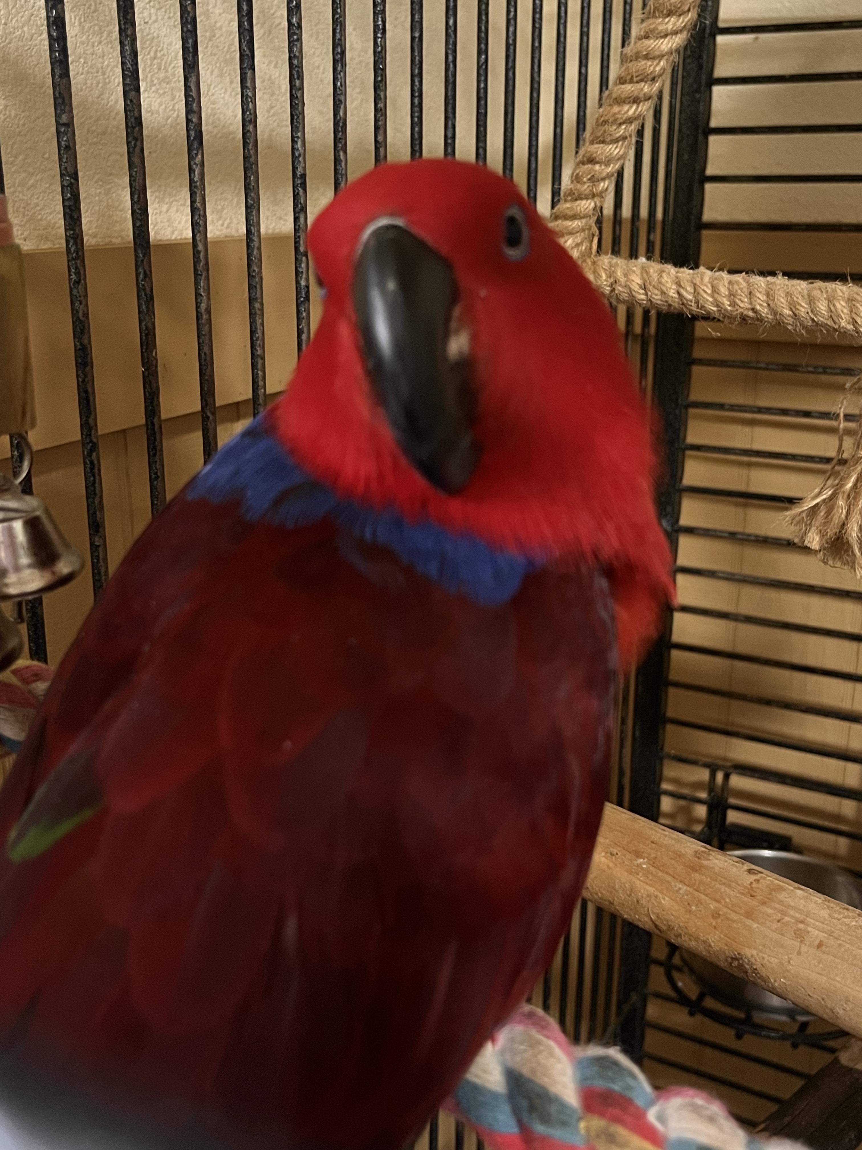 Enlarge Jules, an adopted Macaw in Seguin, TX image 1/3