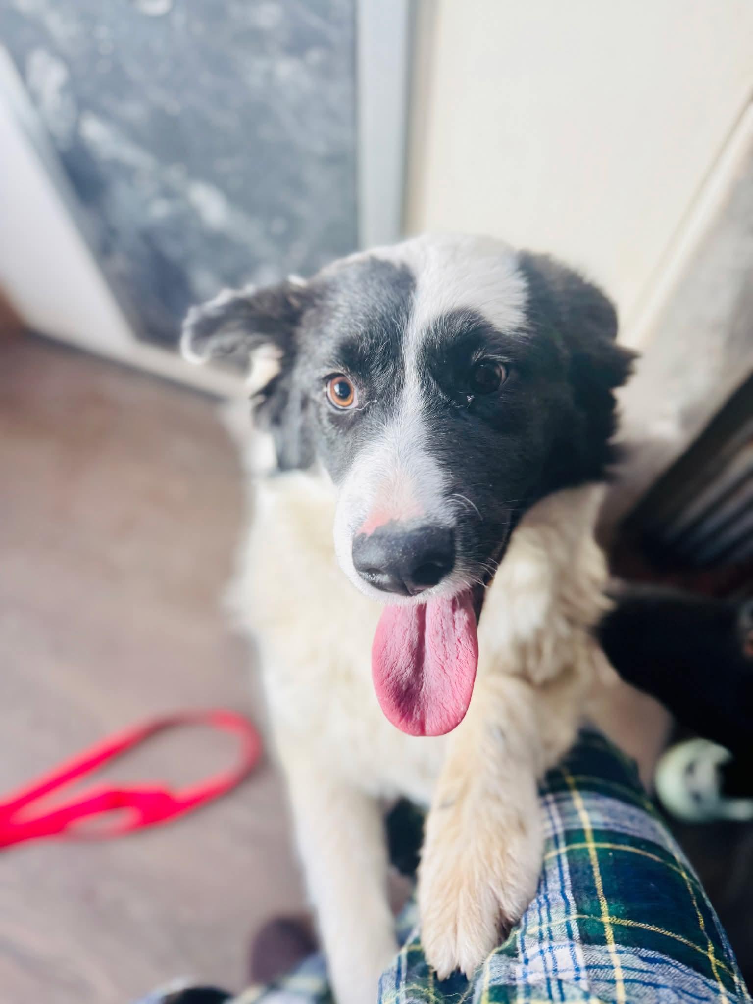 Enlarge Velvet, a ADOPTABLE mixed breed in Wilsall, MT image 1/1