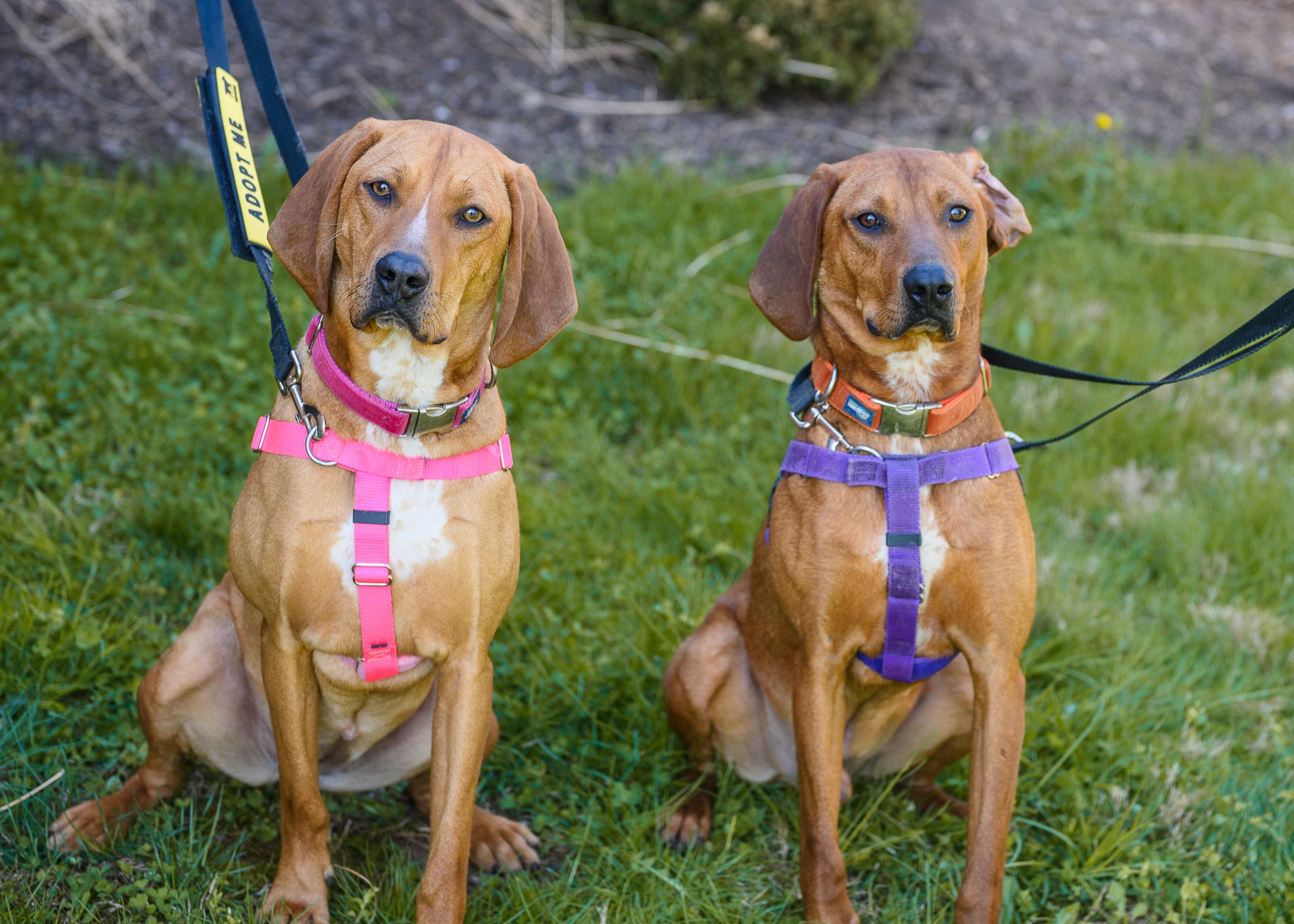 Bobby and Luanne (NOT Bonded), ADOPTABLE, Young Male Coonhound.