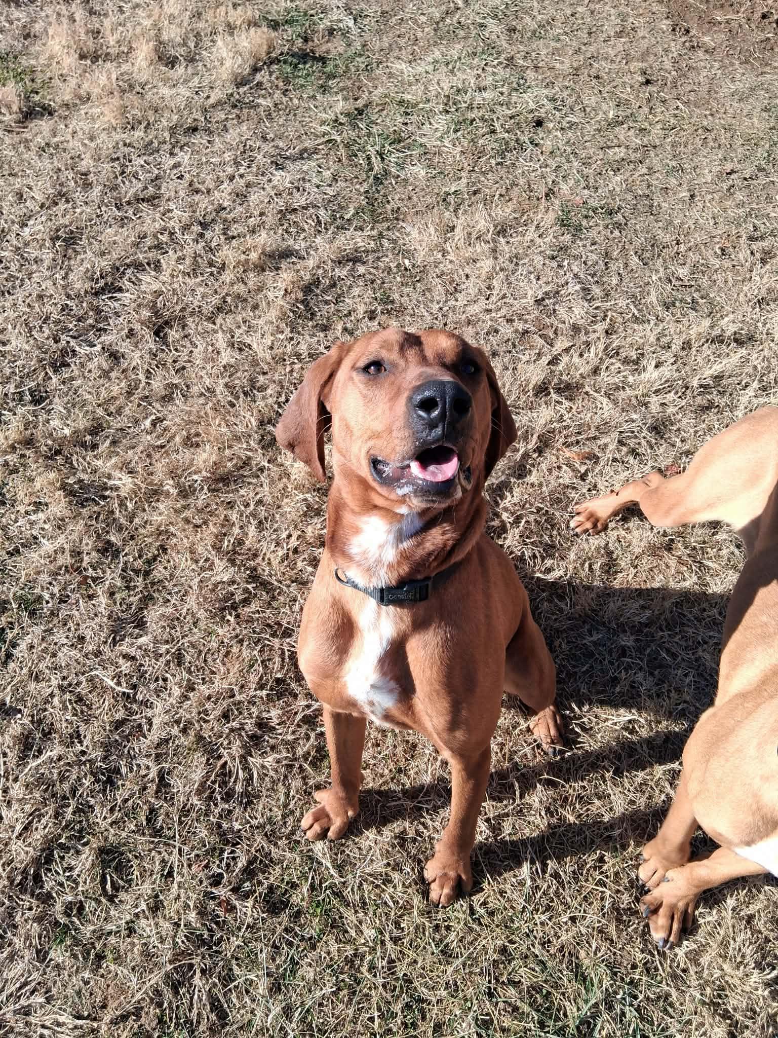 Enlarge Bobby and Luanne (NOT Bonded), a ADOPTABLE Coonhound in Berryville, VA image 6/6