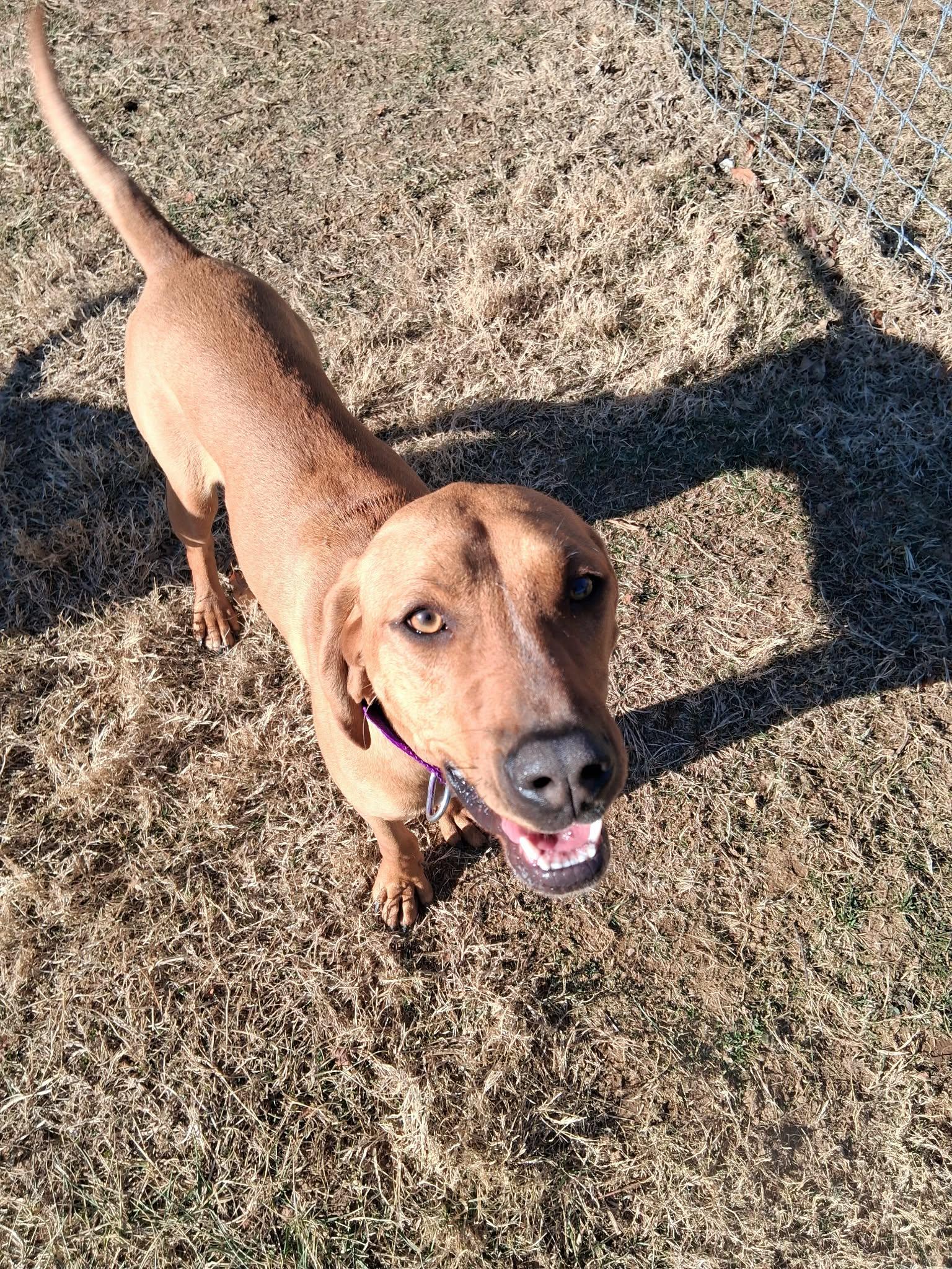 Enlarge Bobby and Luanne (NOT Bonded), a ADOPTABLE Coonhound in Berryville, VA image 4/6