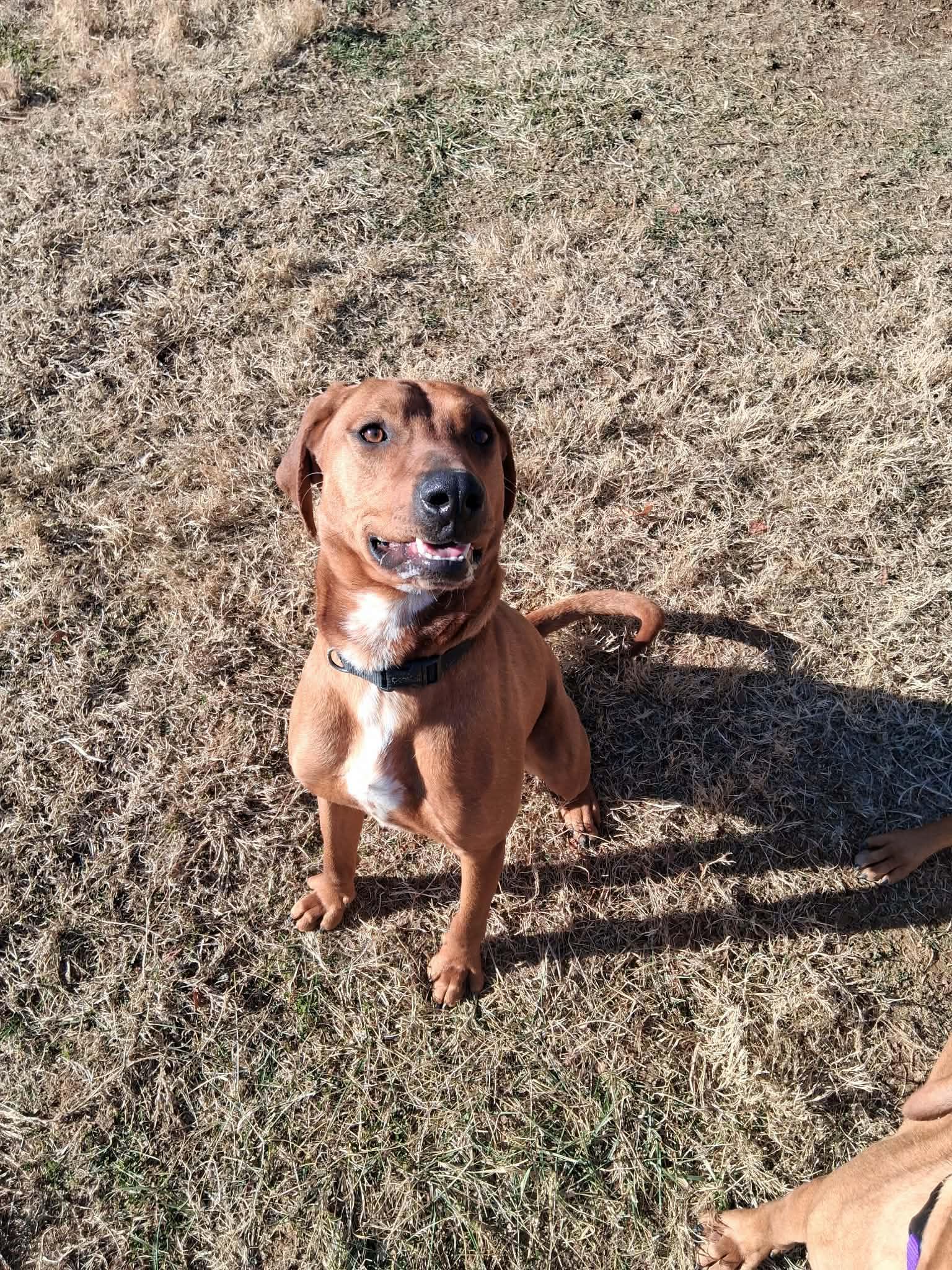 Enlarge Bobby and Luanne (NOT Bonded), a ADOPTABLE Coonhound in Berryville, VA image 5/6