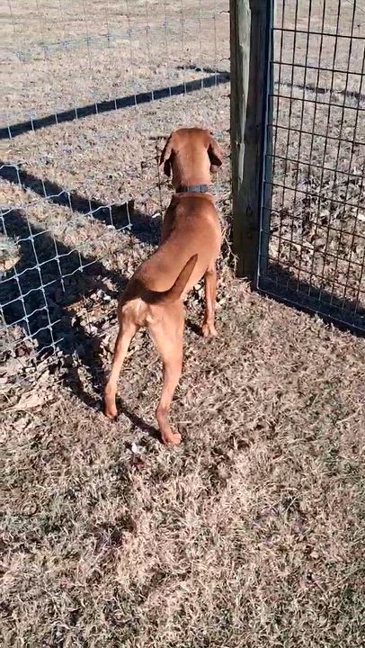Enlarge Bobby and Luanne (NOT Bonded), a ADOPTABLE Coonhound in Berryville, VA video 1/6