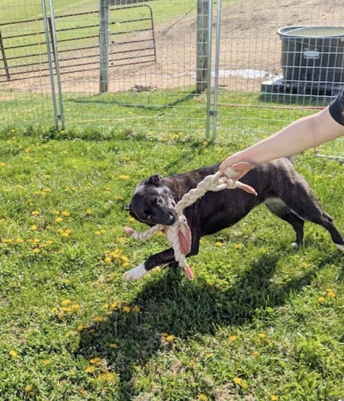 Enlarge Isabelle, a Adoptable mixed breed in Westminster, MD image 1/3