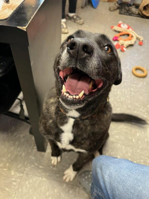 Isabelle, Adoptable, Young Female American Bulldog & Siberian Husky.