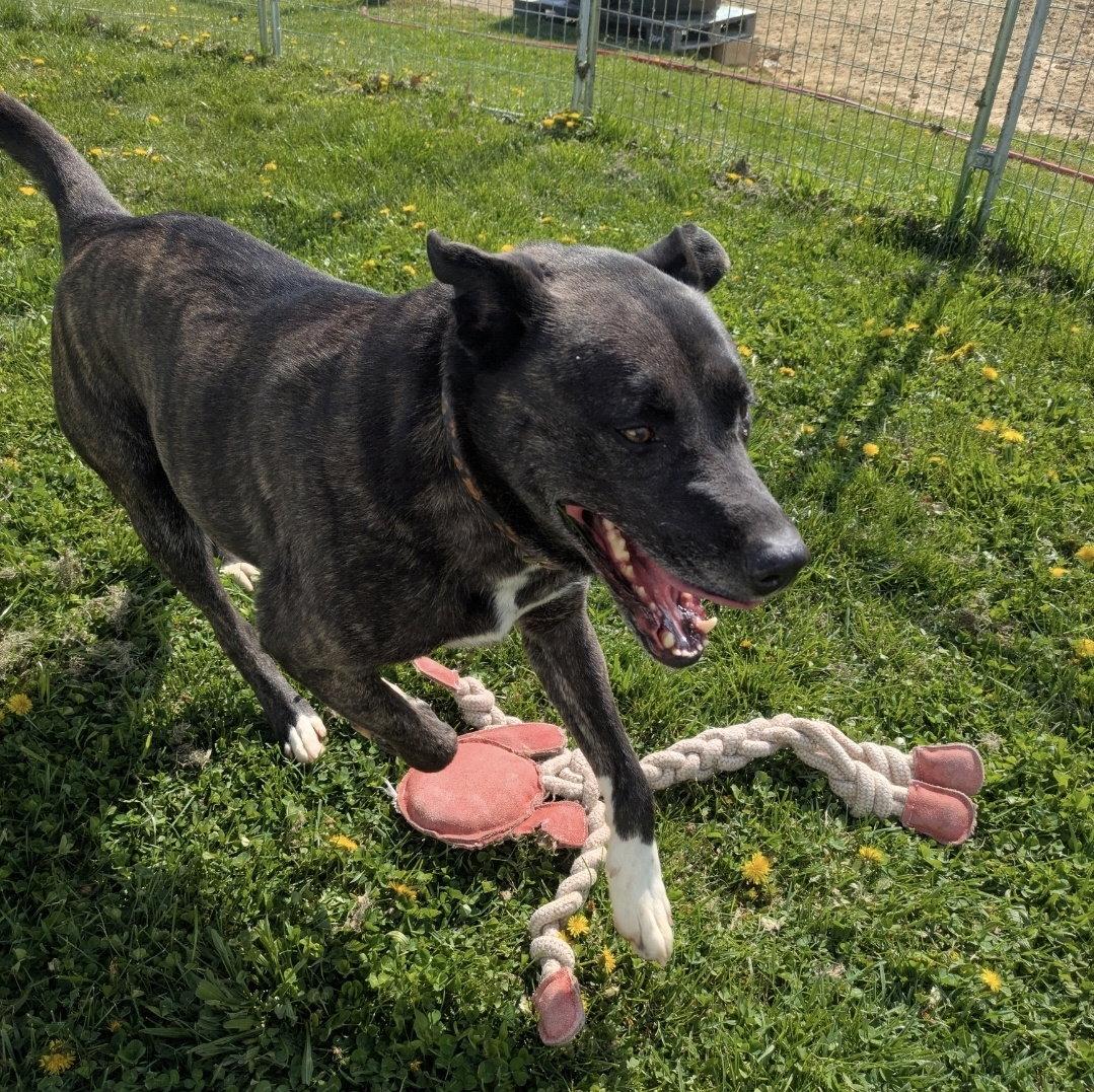 Enlarge Isabelle, a Adoptable mixed breed in Westminster, MD image 3/3