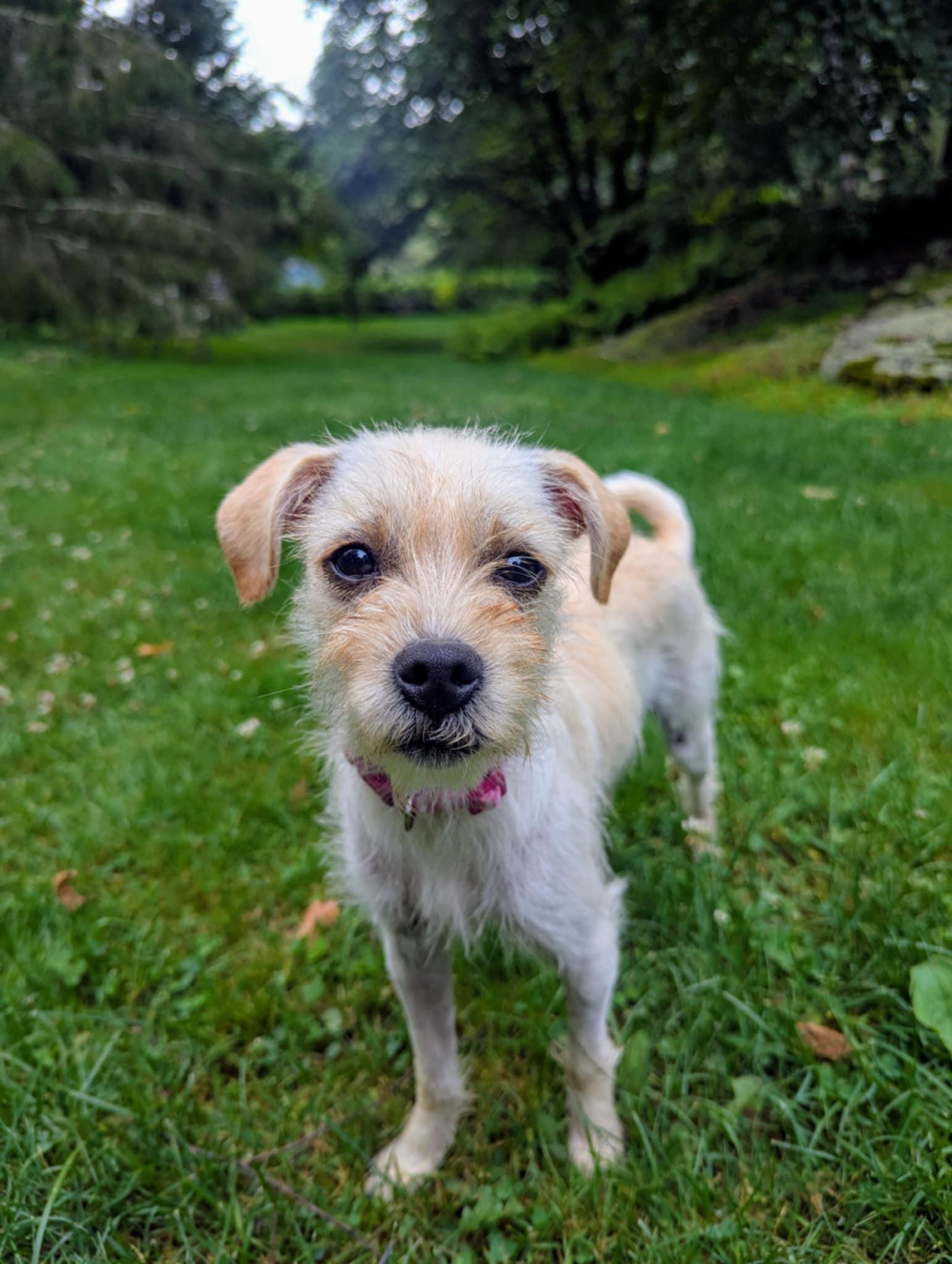 Garfunkel