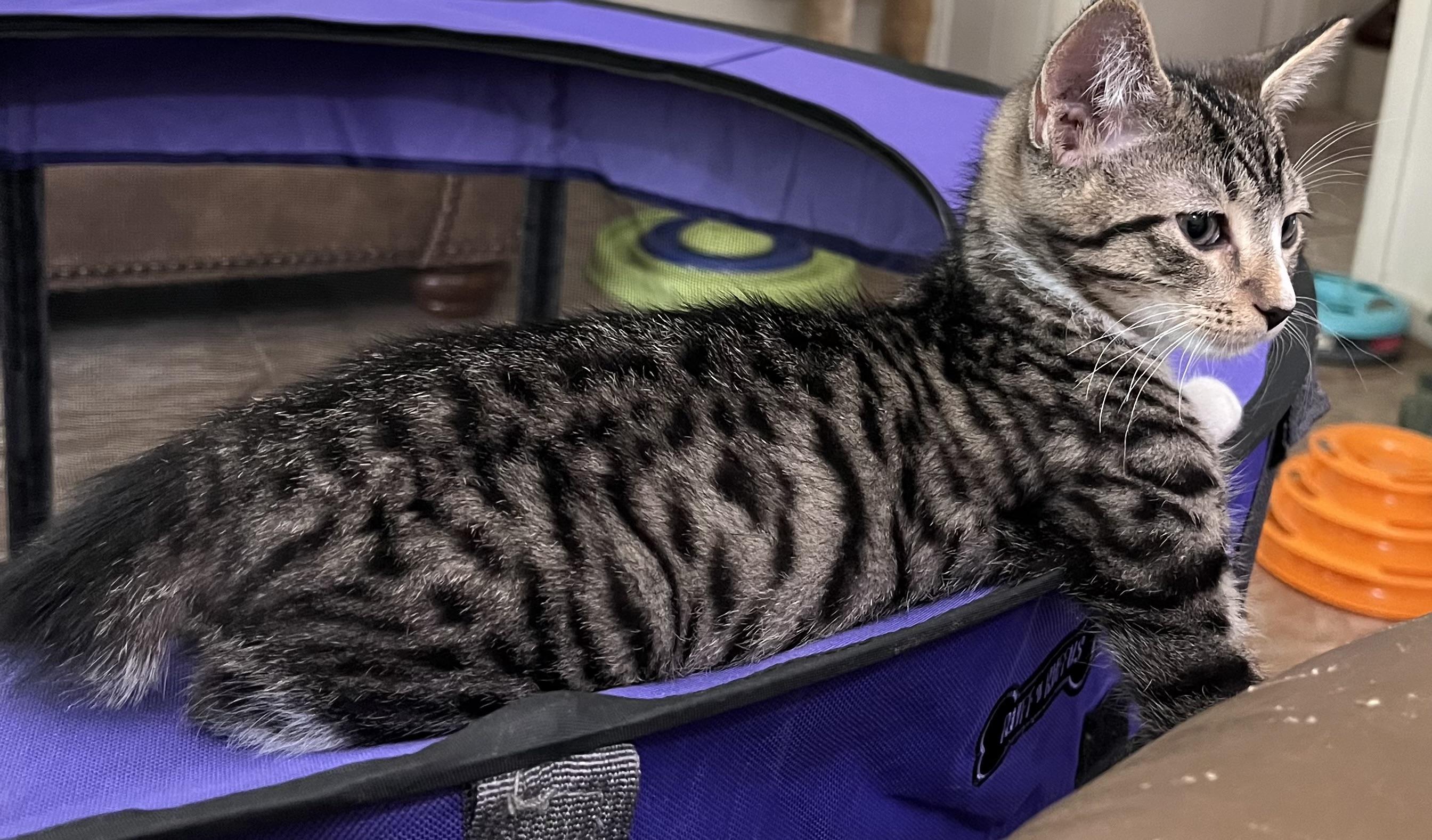 Phoenix, Adopted, Kitten Male Domestic Short Hair.