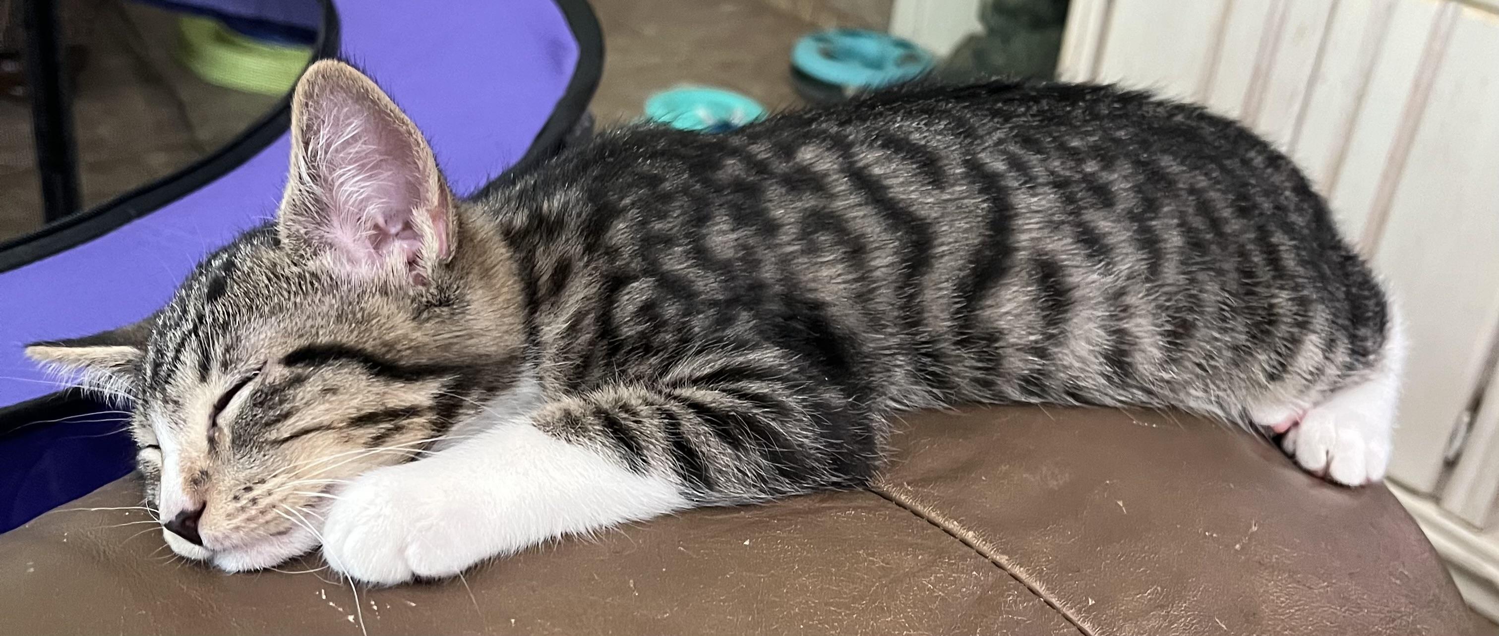 Enlarge Phoenix, a Adopted Domestic Short Hair in Ormond Beach, FL image 2/3