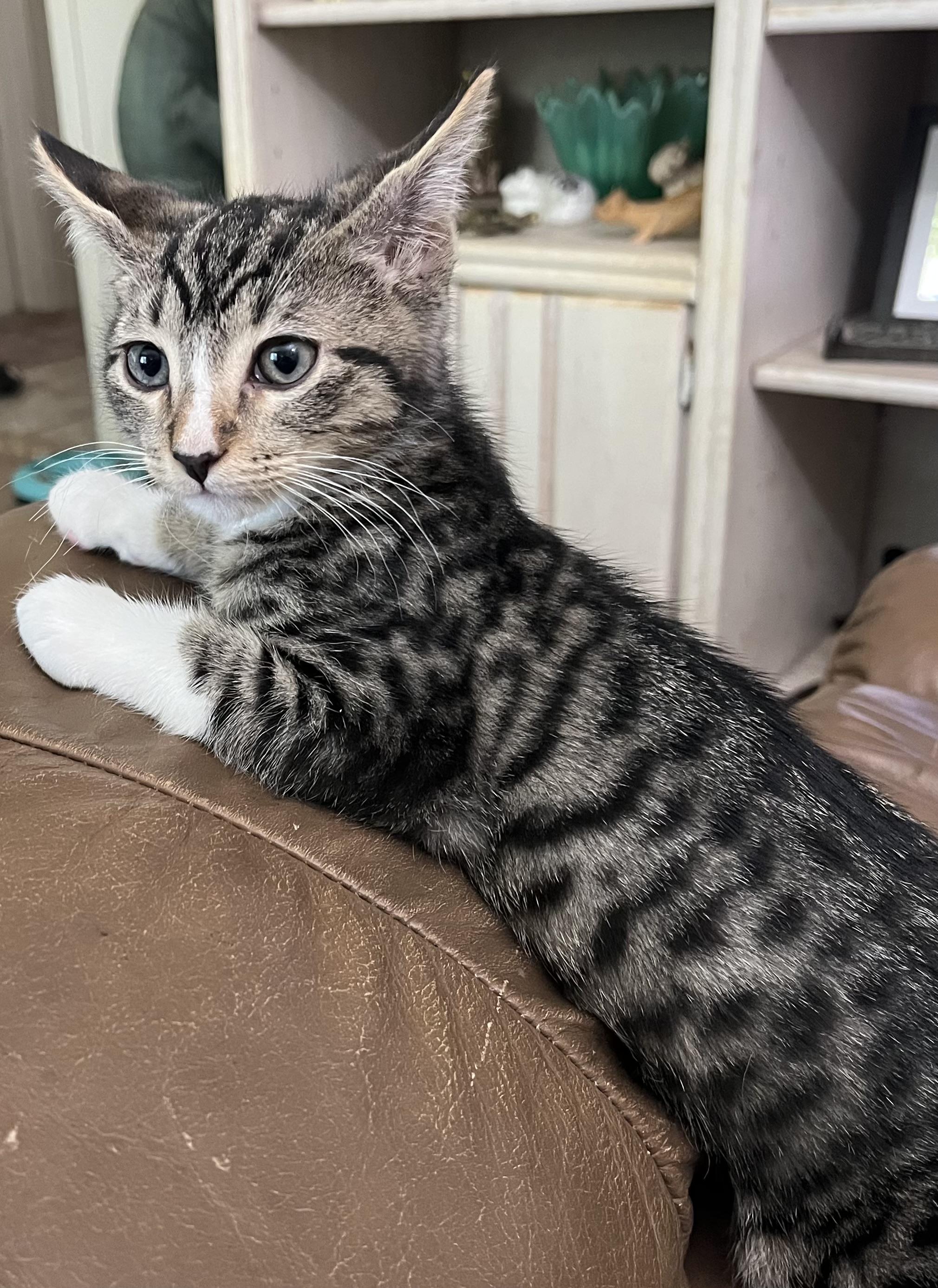 Enlarge Phoenix, a Adopted Domestic Short Hair in Ormond Beach, FL image 3/3