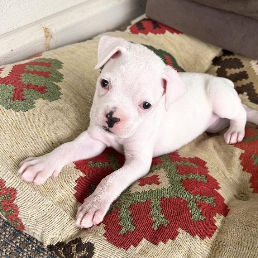 Beedle, adoptable, Puppy Male Boxer.