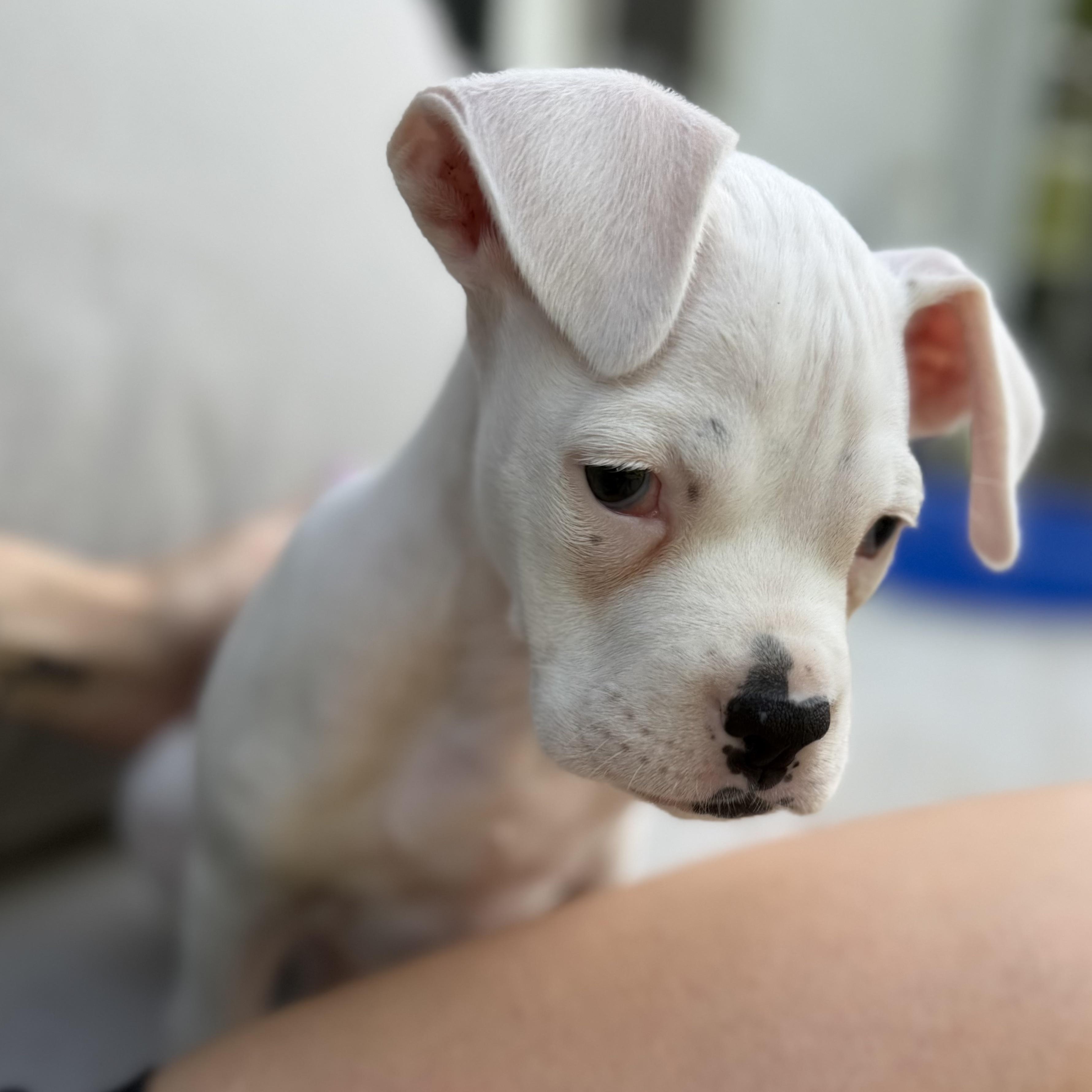 Beedle, adoptable, Puppy Male Boxer.