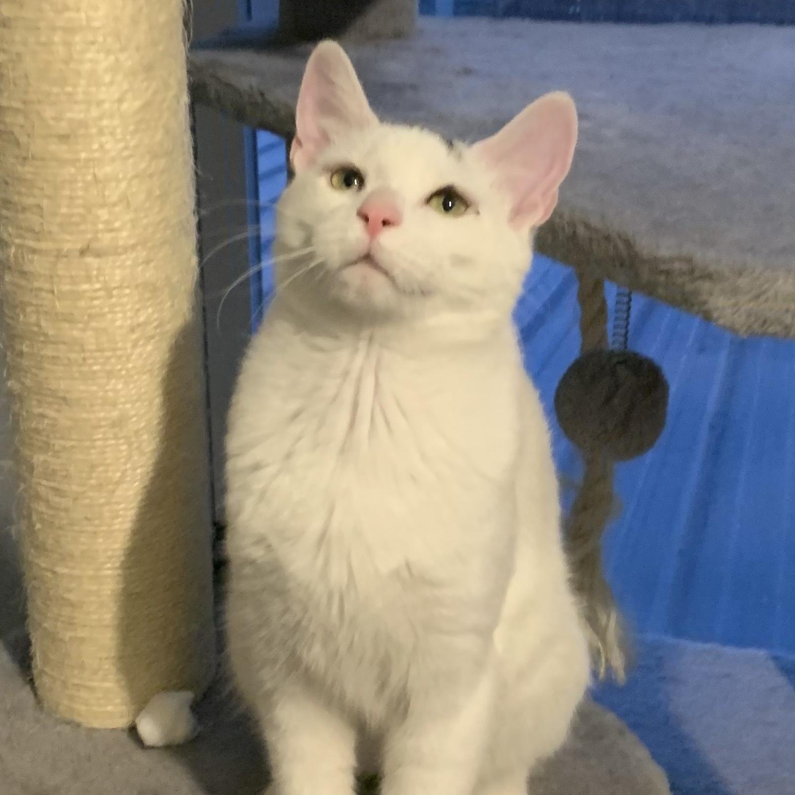 Enlarge Charlie, a ADOPTABLE Domestic Short Hair in Avon, NY image 1/1