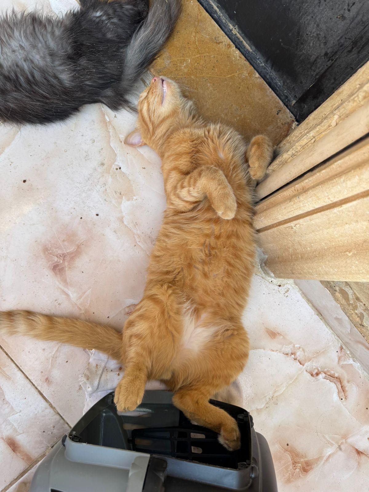Winnie