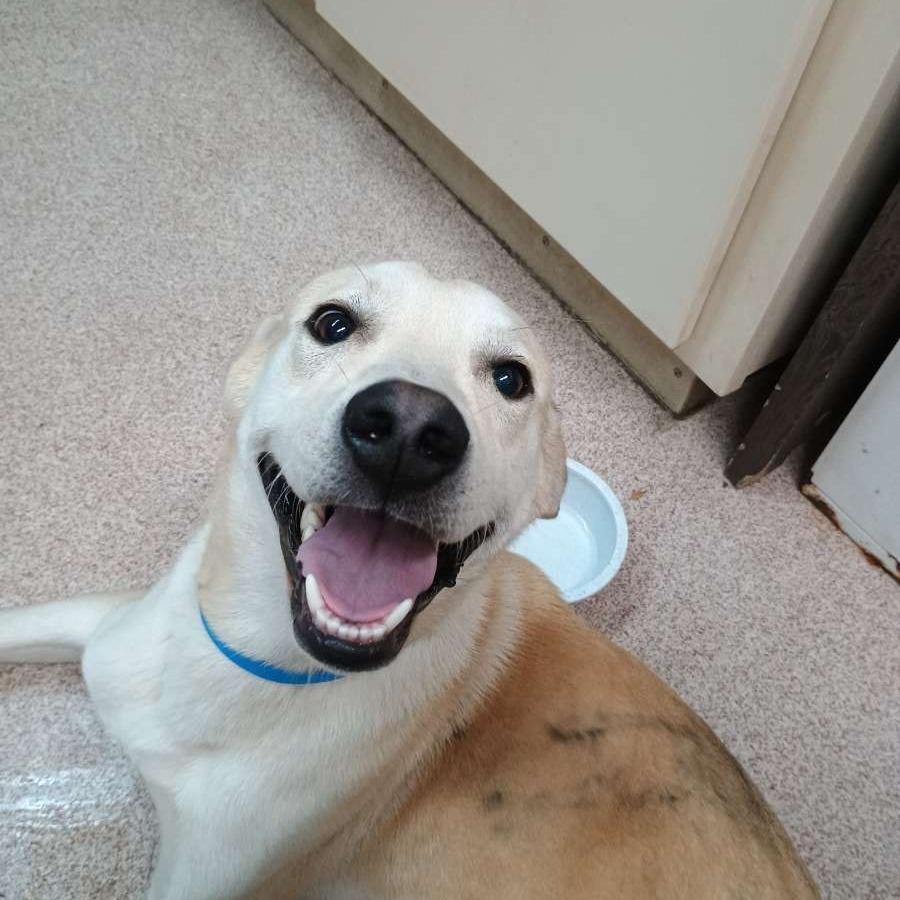 Turkey, Adoptable, Young Male Yellow Labrador Retriever & Mixed Breed.