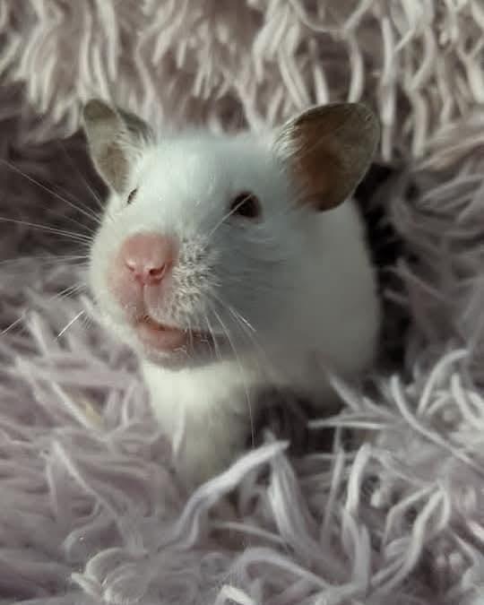 Rachel, an adopted Hamster in Flanders, NJ_image-1