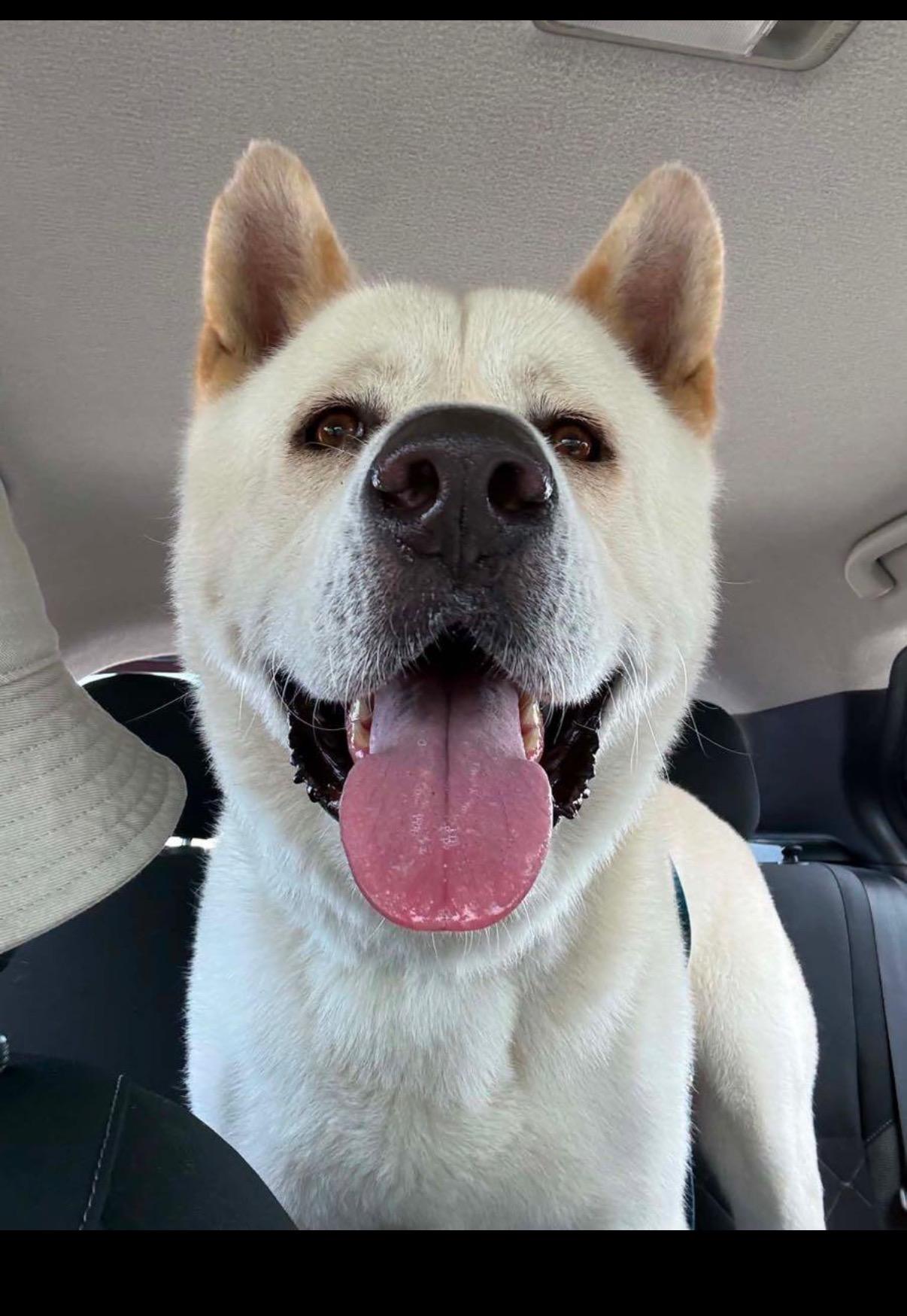 Kenzo - PRIORITY, ADOPTABLE, Young Male Akita.