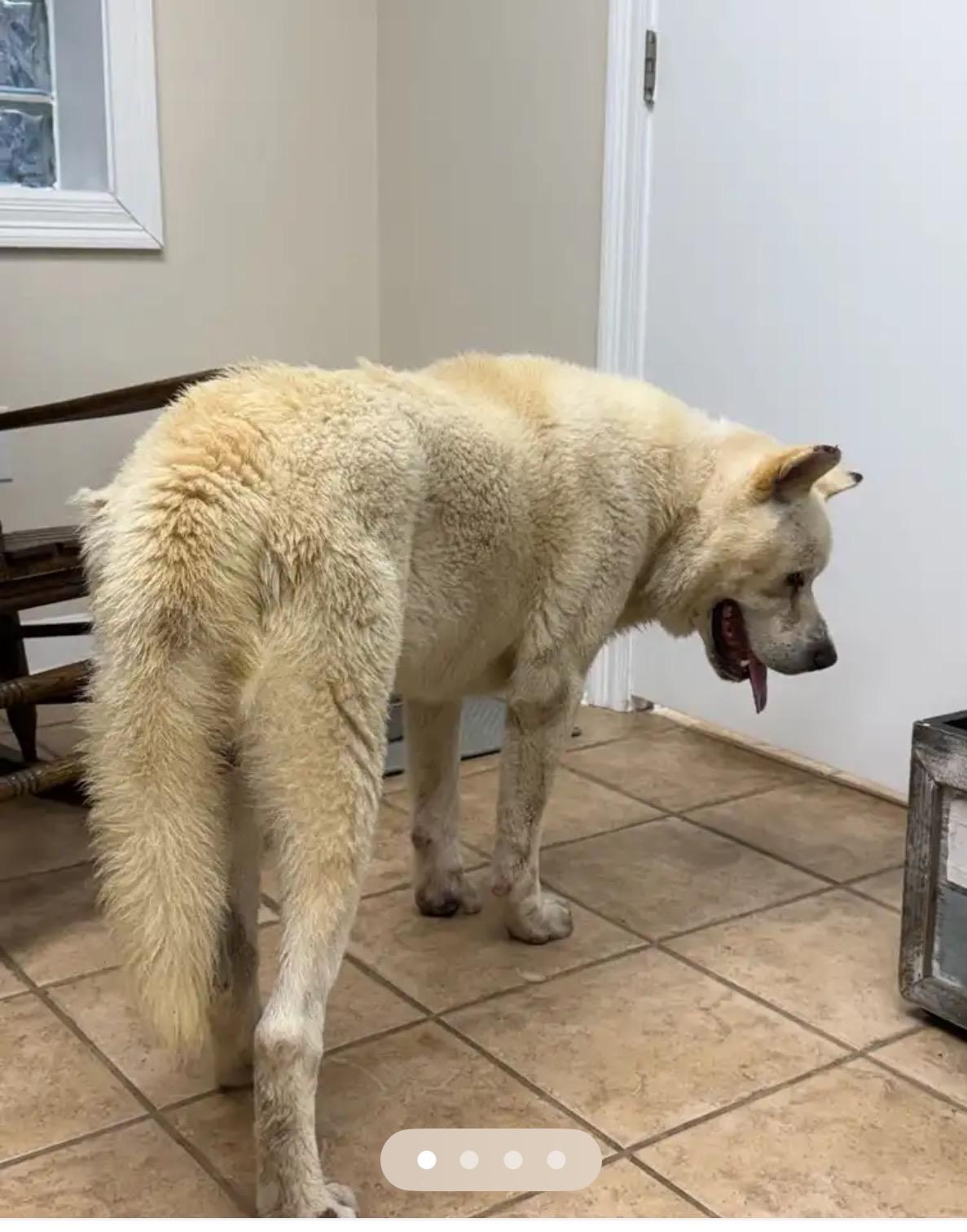 Joe -URGENT, a ADOPTABLE Akita in New Orleans, LA image 2/3