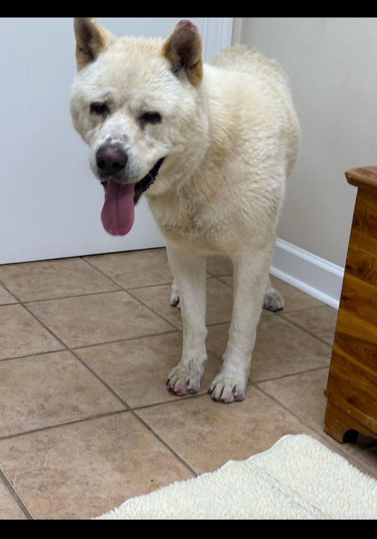 Joe -URGENT, ADOPTABLE, Young Male Akita.