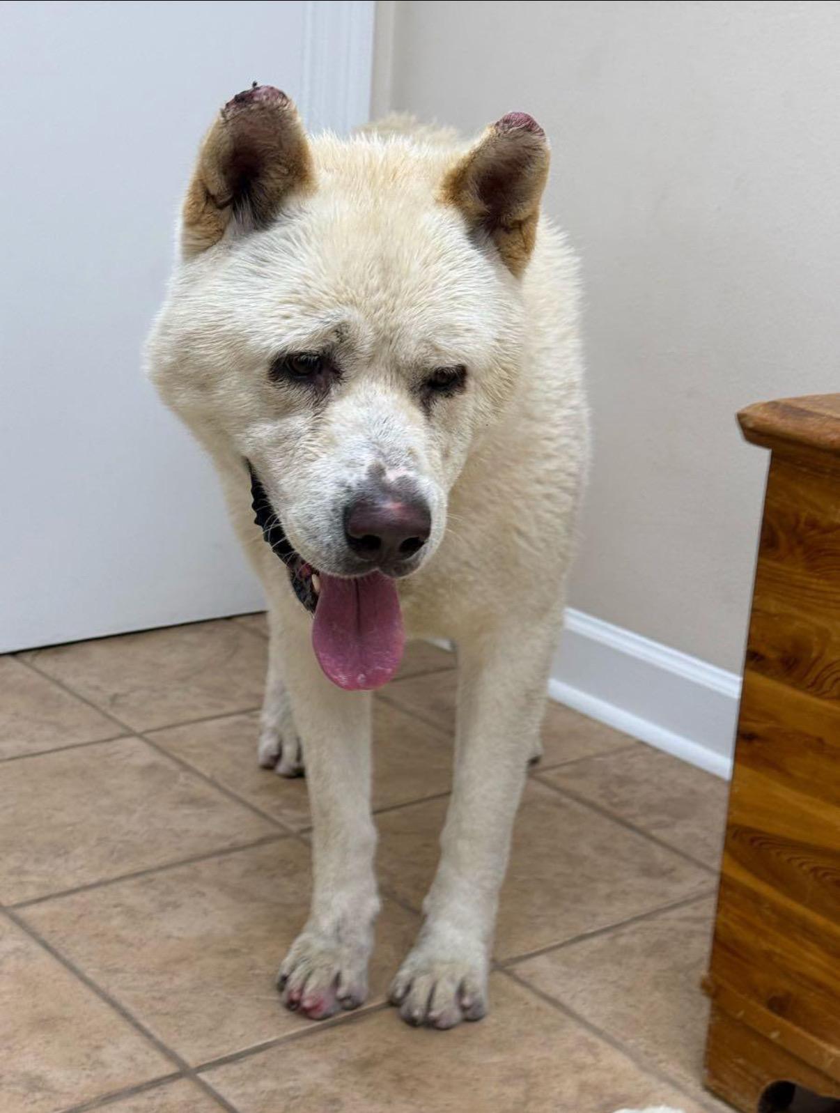 Joe -URGENT, a ADOPTABLE Akita in New Orleans, LA image 3/3