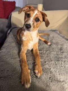 Mable, a ADOPTABLE Mixed Breed in Schaumburg, IL image 5/5