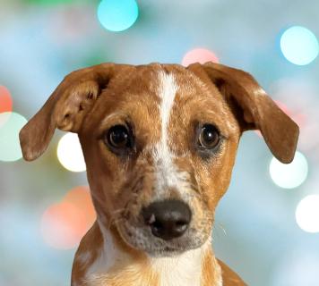 Mable, ADOPTABLE, Puppy Female Mixed Breed.
