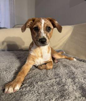 Mable, a ADOPTABLE Mixed Breed in Schaumburg, IL image 3/5