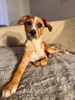 Mable, a ADOPTABLE Mixed Breed in Schaumburg, IL image 4/5