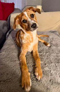 Mable, a ADOPTABLE Mixed Breed in Schaumburg, IL image 2/5