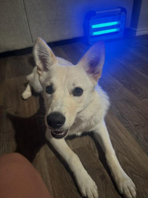 Enlarge Oaklee, a Adopted Husky in San Antonio, TX image 1/5