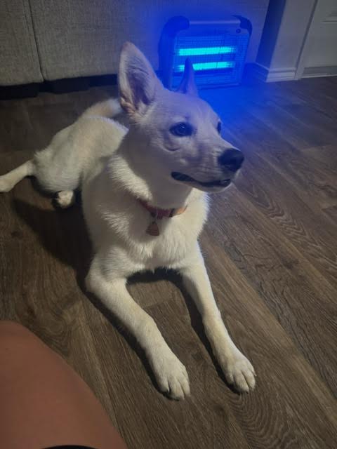 Enlarge Oaklee, a Adopted Husky in San Antonio, TX image 4/5