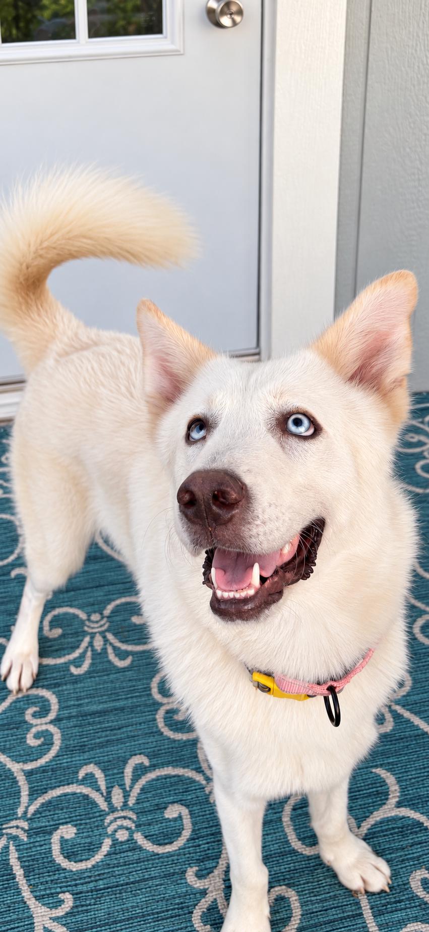 DENALI (Handsome, Loyal, Loving, Kind, Good With Kids/Adults, Funny, Playful, Loves Dogs)) photo