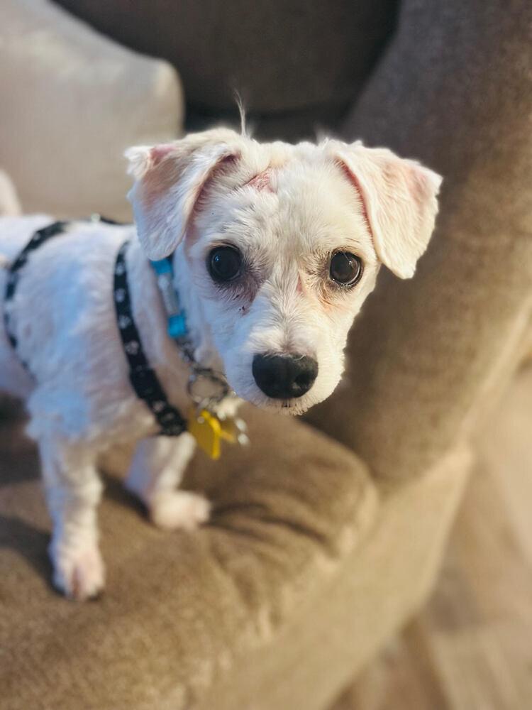 Glitterati thumbnail 2